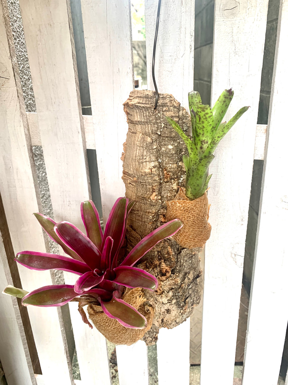 ネオレゲリアのコルクハンギング 多肉植物 キコリ 通販 14347986