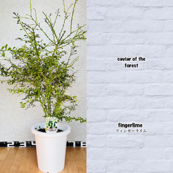 柑橘苗 3年生 フィンガーライム接木苗／ワイルドホワイト 高さ80センチ