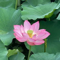 蓮の花びらペンダント　新緑色 7枚目の画像