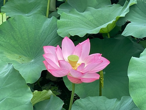 蓮の花びらペンダント　新緑色 7枚目の画像