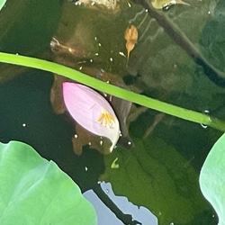 蓮の花びらペンダント　新緑色 6枚目の画像
