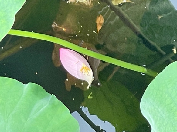 蓮の花びらペンダント　新緑色 6枚目の画像