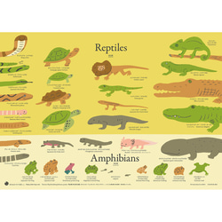 洋書　Reptiles & Amphibians 爬虫類、両生類 洋書 Reptiles & Amphibians 爬虫類、両生類