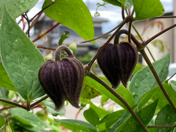 黒系壺型クレマチス10粒 多肉植物 植花夢 通販 14350732|Creema 黒系壺型クレマチス10粒 多肉植物 植花夢 通販 14350732|Creema