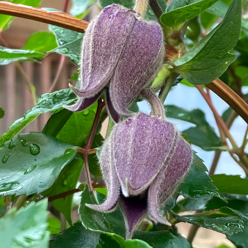 黒系壺型クレマチス10粒 多肉植物 植花夢 通販 14350732｜Creema