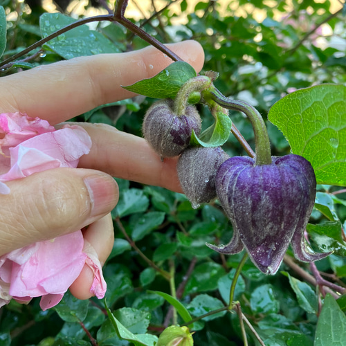 黒系壺型クレマチス10粒 多肉植物 植花夢 通販 14350732｜Creema