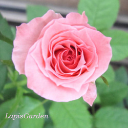 レア切花品種・薔薇☆ペットにも安心なトゲなしバラ☆La Pretty