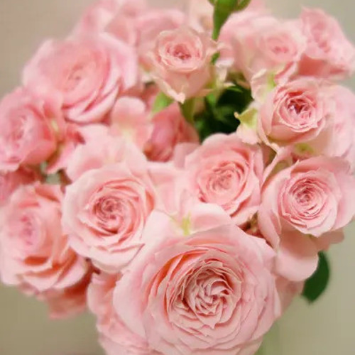 レア切花品種・薔薇☆ペットにも安心なトゲなしバラ☆La Pretty☆４号ロングスリット鉢☆植え替えセット選択可 その他インテリア雑貨 ラピスガーデン  通販｜Creema(クリーマ) 14351274