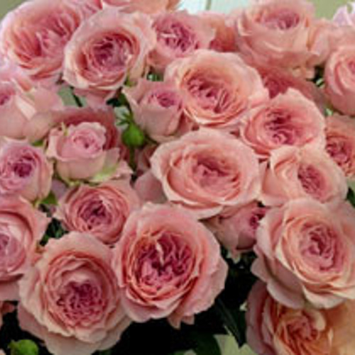 レア切花品種・薔薇☆ペットにも安心なトゲなしバラ☆La Pretty☆４号ロングスリット鉢☆植え替えセット選択可 その他インテリア雑貨 ラピスガーデン  通販｜Creema(クリーマ) 14351274