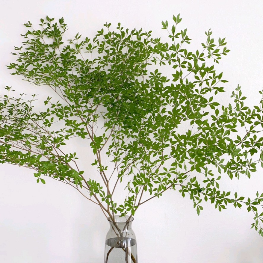 山採り❣️深山ドウダンツツジ抜き苗‼️土壌付き❣️60cm×1株‼️