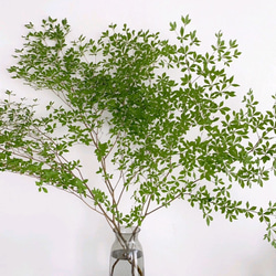 信州産 ドウダンツツジ 80cm＊3本 送料着払い 満点星 枝モノ 山採り