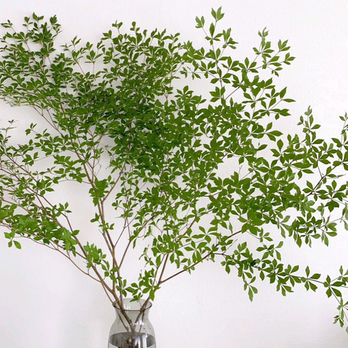 唯一。山採りドウダンツツジ。 楽天市場】大型 山採り【ドウダンツツジ】株立ち 自然風樹形 樹高H