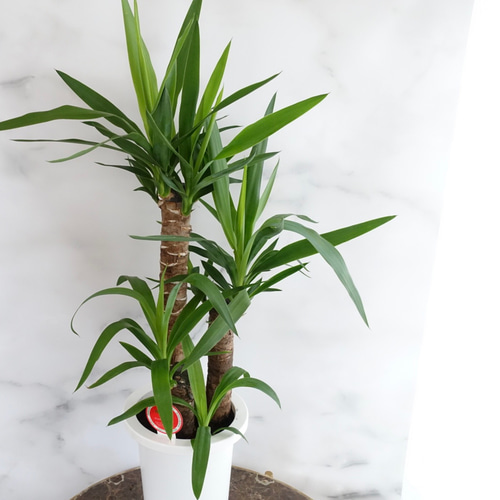 ユッカエレファンティペス-③ ユッカエレファンティペス-③