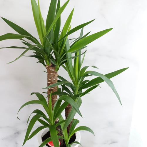 ユッカ 3本立ち 観葉植物 約150cm ユッカ 3本立ち 観葉植物 約150cm