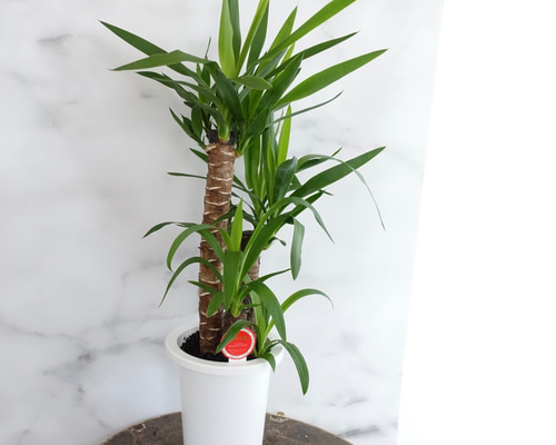 ユッカ 青年の木 良株 エレファンティペス 3本立ち 観葉植物