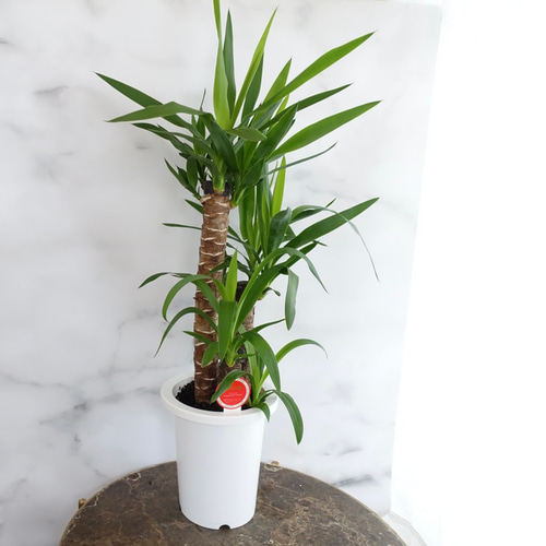 ユッカ 3本立ち 観葉植物 約150cm ユッカ 3本立ち 観葉植物 約150cm