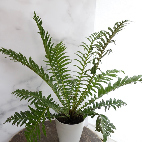 ブレクナム・ブラジリエンセ・ボルケーノ 【即納！最大半額