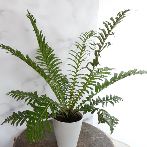 シダ ボルケーノ 観葉植物 シダ植物 ボストンファーン ブレクナム