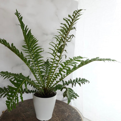 シダ ボルケーノ 観葉植物 シダ植物 ボストンファーン ブレクナム