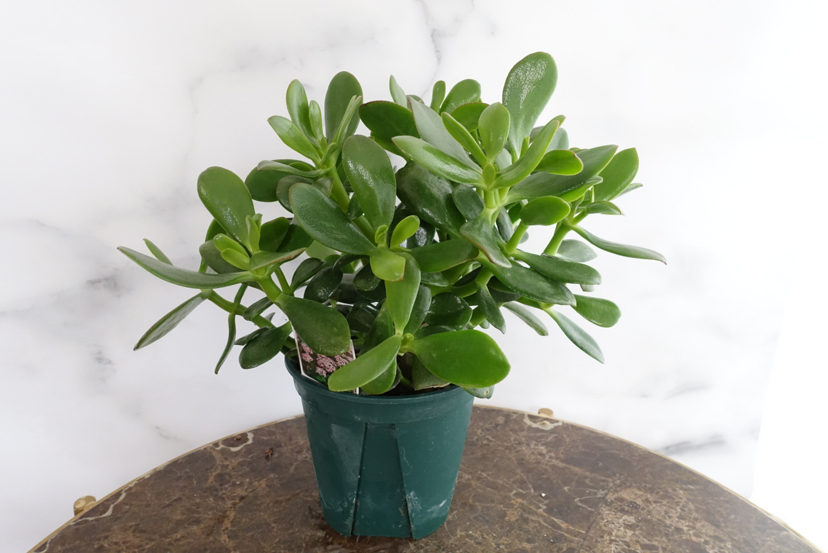 花月 金の成る木 大株 観葉植物 多肉植物 縁起のいい植物 カゲツ