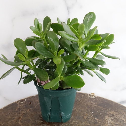 花月 金の成る木 大株 観葉植物 多肉植物 縁起のいい植物 カゲツ 多肉