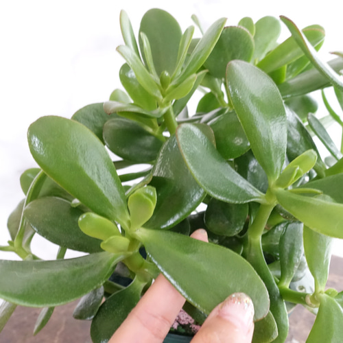 花月 金の成る木 大株 観葉植物 多肉植物 縁起のいい植物 カゲツ 多肉