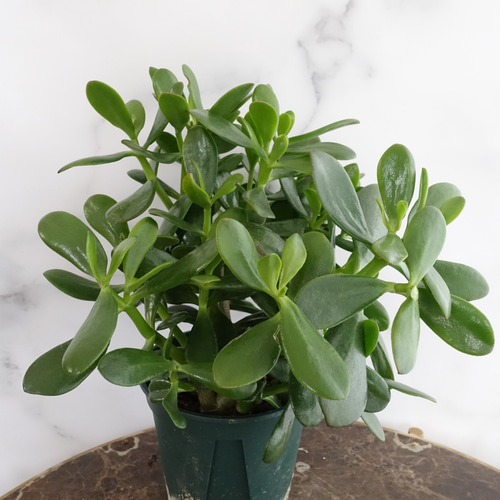 多肉植物 観葉植物 金のなる木 花月 カゲツ 大型 園芸ネット本店｜金のなる木（花月・カゲツ) ：姫黄金花月 3.5号ポット