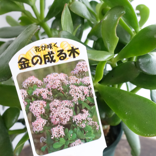 花月 金の成る木 大株 観葉植物 多肉植物 縁起のいい植物 カゲツ 多肉