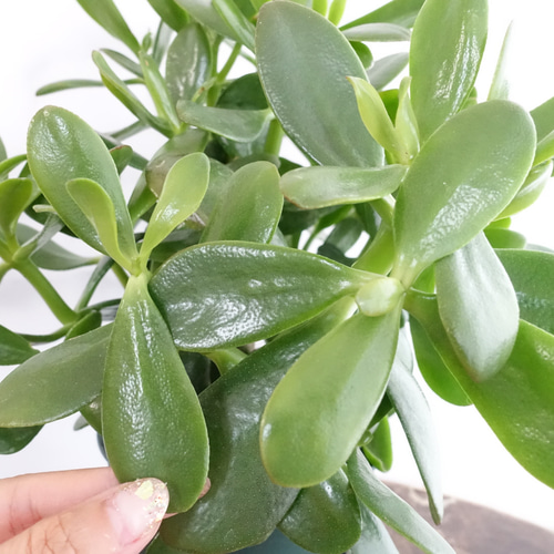 花月 金の成る木 大株 観葉植物 多肉植物 縁起のいい植物 カゲツ