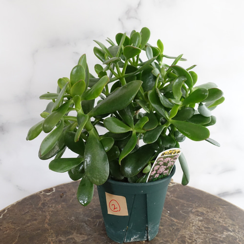 アボガドの木 黄金花月 金のなる木 多肉植物 観葉植物 鉢付き ☆早い者