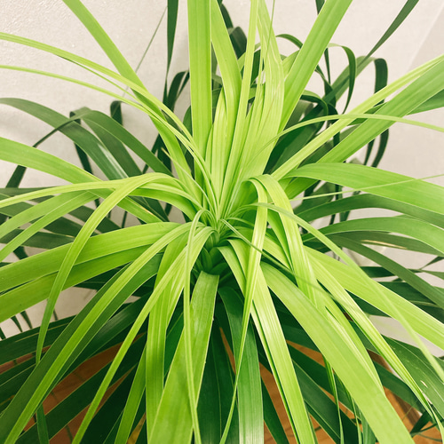 トックリラン ノリナ ポニーテール 観葉植物 大型 育てやすい その他