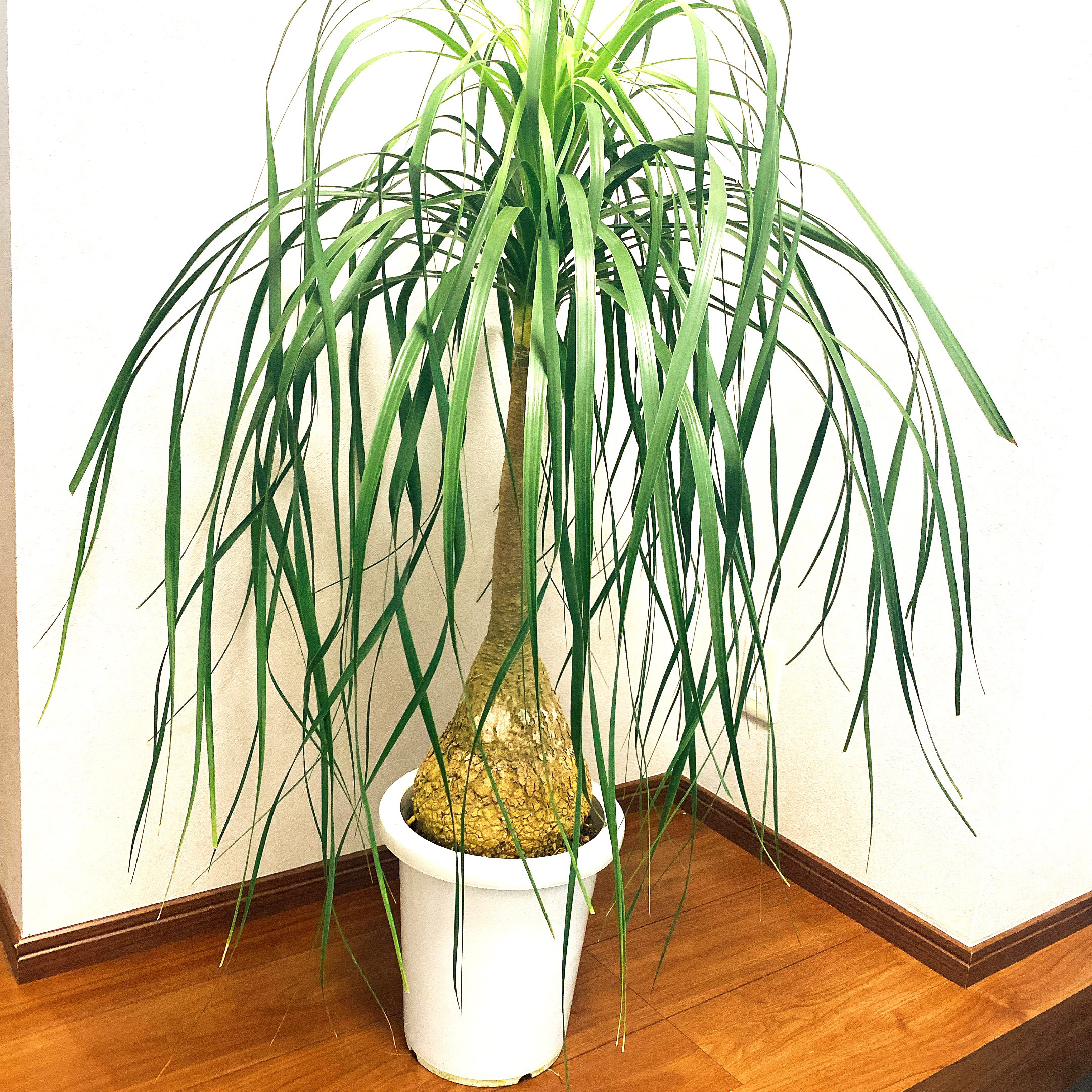 巨大観葉植物✴︎トックリラン ノリナ ポニーテール