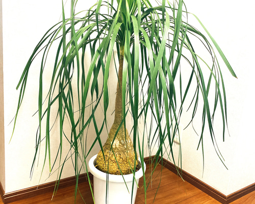 トックリラン ノリナ ポニーテール 観葉植物 大型 育てやすい その他