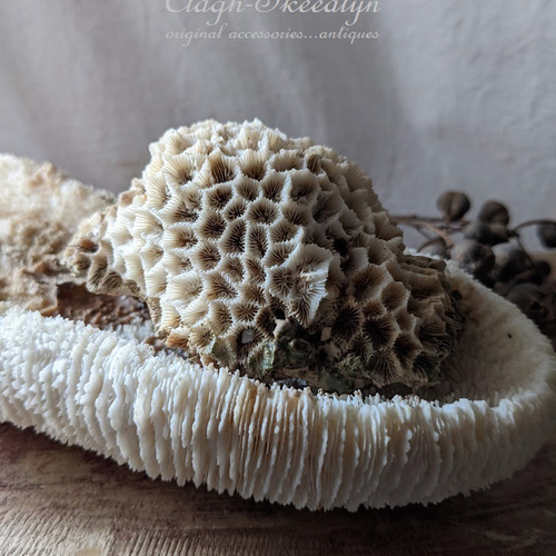 White Coral・ No.4】白珊瑚|サンゴ|ホワイトコーラル|化石 White Coral・ No.4】白珊瑚|サンゴ|ホワイトコーラル|化石