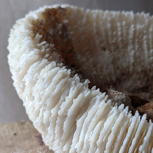 白珊瑚コンク貝他オブジェ 白珊瑚コンク貝他オブジェ