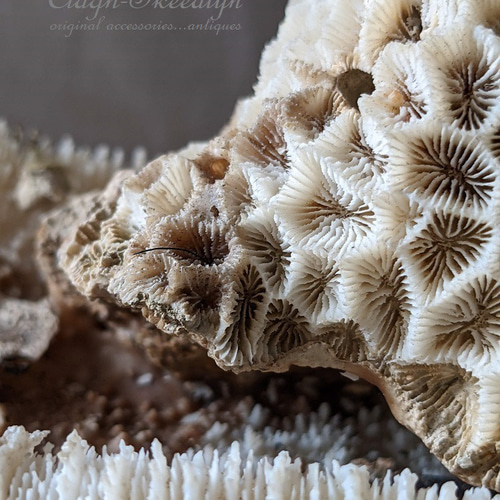White Coral・ No.4】白珊瑚|サンゴ|ホワイトコーラル|化石 White Coral・ No.4】白珊瑚|サンゴ|ホワイトコーラル|化石