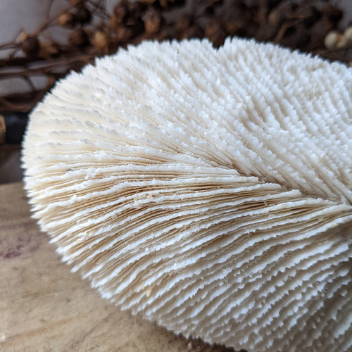 White Coral・ No.4】白珊瑚|サンゴ|ホワイトコーラル|化石 White Coral・ No.4】白珊瑚|サンゴ|ホワイトコーラル|化石