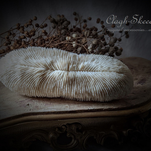 White Coral・ No.4】白珊瑚|サンゴ|ホワイトコーラル|化石 White Coral・ No.4】白珊瑚|サンゴ|ホワイトコーラル|化石