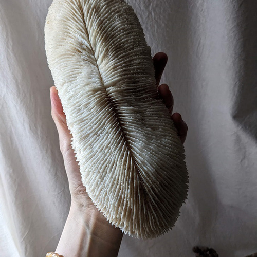 White Coral・ No.4】白珊瑚｜サンゴ｜ホワイトコーラル｜化石