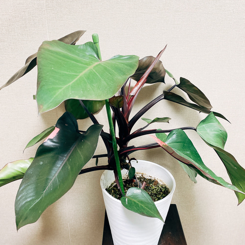 現品］【希少】フィロデンドロン ピンクプリンセス ピンク 斑入り 観葉