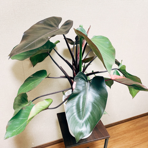 超絶希少 フィロデンドロン アタバポエンセ ピンクオーレア斑入り 超絶希少 フィロデンドロン アタバポエンセ ピンクオーレア斑入り