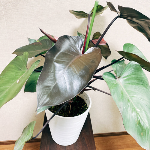 現品］【希少】フィロデンドロン ピンクプリンセス ピンク 斑入り 観葉