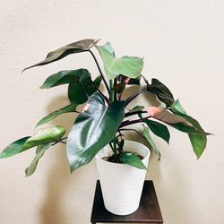 現品］【希少】フィロデンドロン ピンクプリンセス ピンク 斑入り 観葉