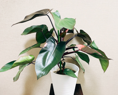 超絶希少 フィロデンドロン アタバポエンセ ピンクオーレア斑入り 超絶希少 フィロデンドロン アタバポエンセ ピンクオーレア斑入り 観葉植物