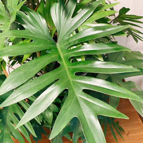 希少】トサカカヅラ フィロデンドロン ラディアタム 観葉植物 希少】トサカカヅラ フィロデンドロン ラディアタム 観葉植物