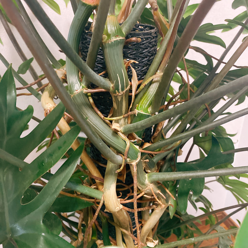 希少】トサカカヅラ フィロデンドロン ラディアタム 観葉植物 希少】トサカカヅラ フィロデンドロン ラディアタム 観葉植物