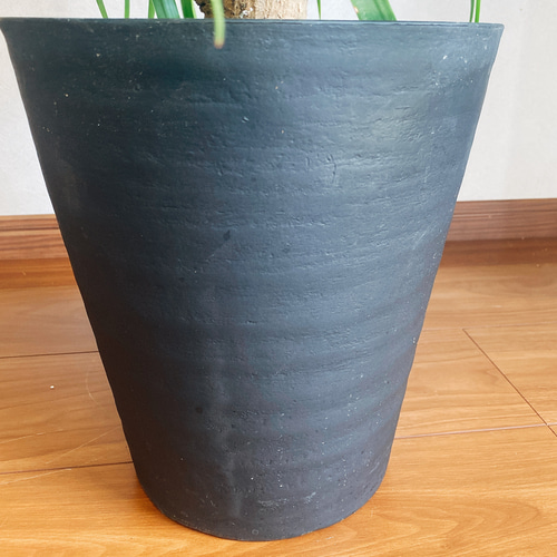 希少】トサカカヅラ フィロデンドロン ラディアタム 観葉植物 希少】トサカカヅラ フィロデンドロン ラディアタム 観葉植物