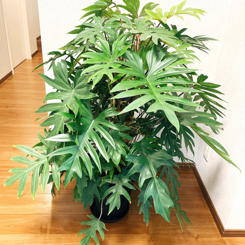 希少】トサカカヅラ フィロデンドロン ラディアタム 観葉植物 希少】トサカカヅラ フィロデンドロン ラディアタム 観葉植物