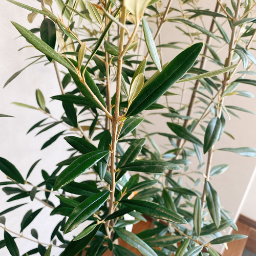 在庫］オリーブ ヒナカゼ 観葉植物 屋外 ベランダ シンボル