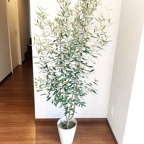 オリーブ　ペンドリノ　太幹　植物　インテリア Amazon｜コンパクト樹形で室内にピッタリ 《テーブルオリーブ 5